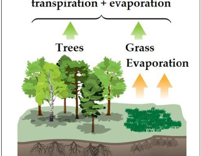 Evapotranspiration is combination of evaporation and transpiration of plants. Evapotranspiration is a part of water cycle.