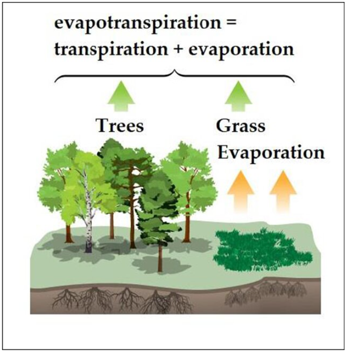 Evapotranspiration is combination of evaporation and transpiration of plants. Evapotranspiration is a part of water cycle.